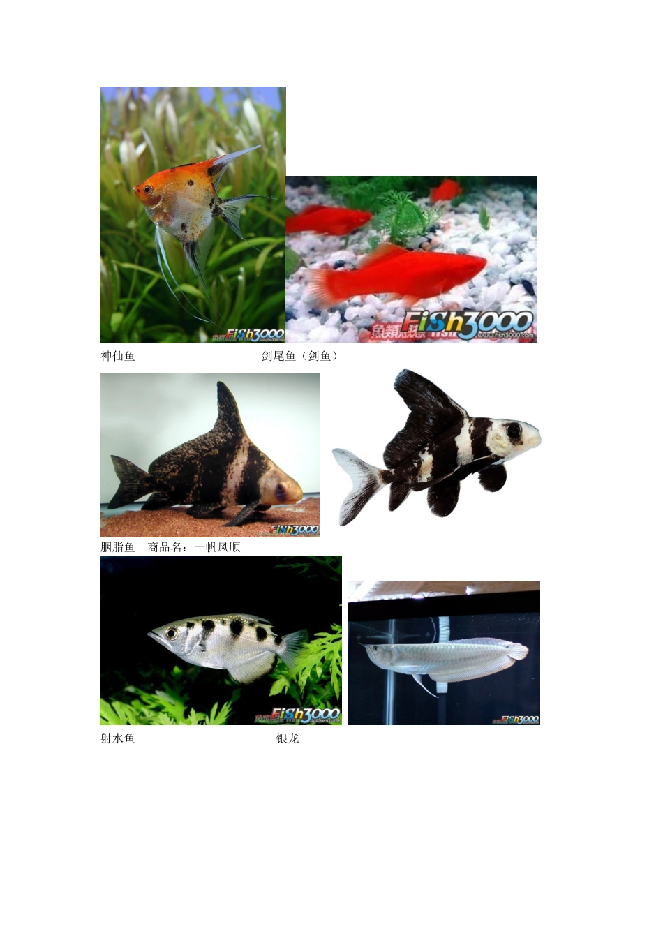 水簇观赏鱼图片_第2页