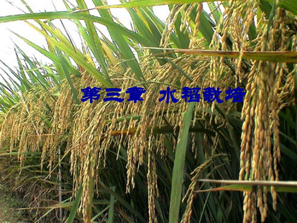 水稻栽培ppt_第1页