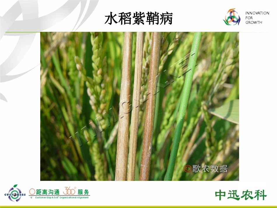 水稻常见病害种类、诊断及其防控措施二_第3页