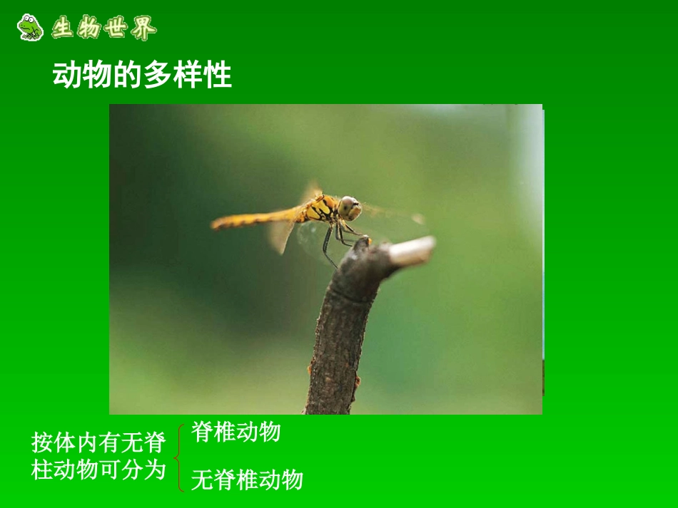 水中生活的动物_第2页