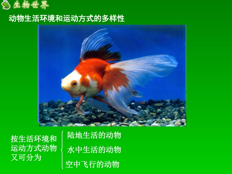 水中生活的动物_第3页