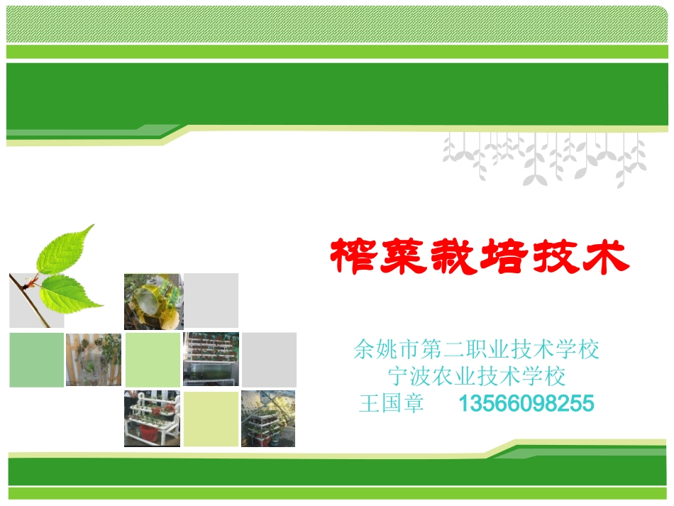 榨菜栽培技术1_第1页