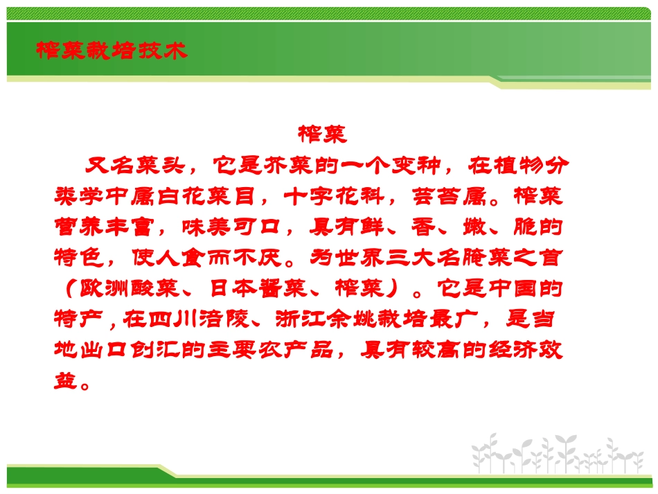 榨菜栽培技术1_第2页