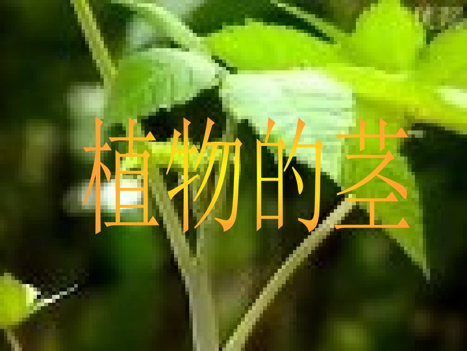 植物的根茎叶_第2页