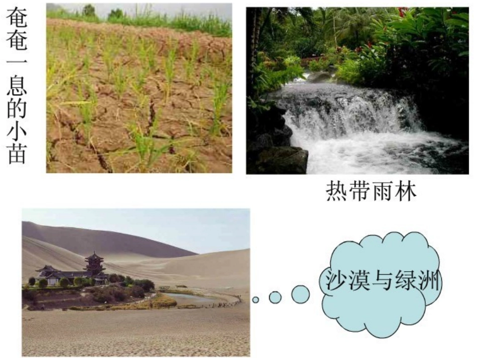 植物的吸收作用_第3页