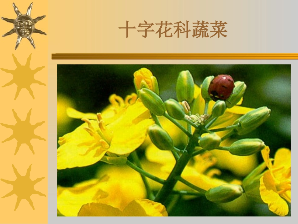 植物病理学-十字花科_第2页