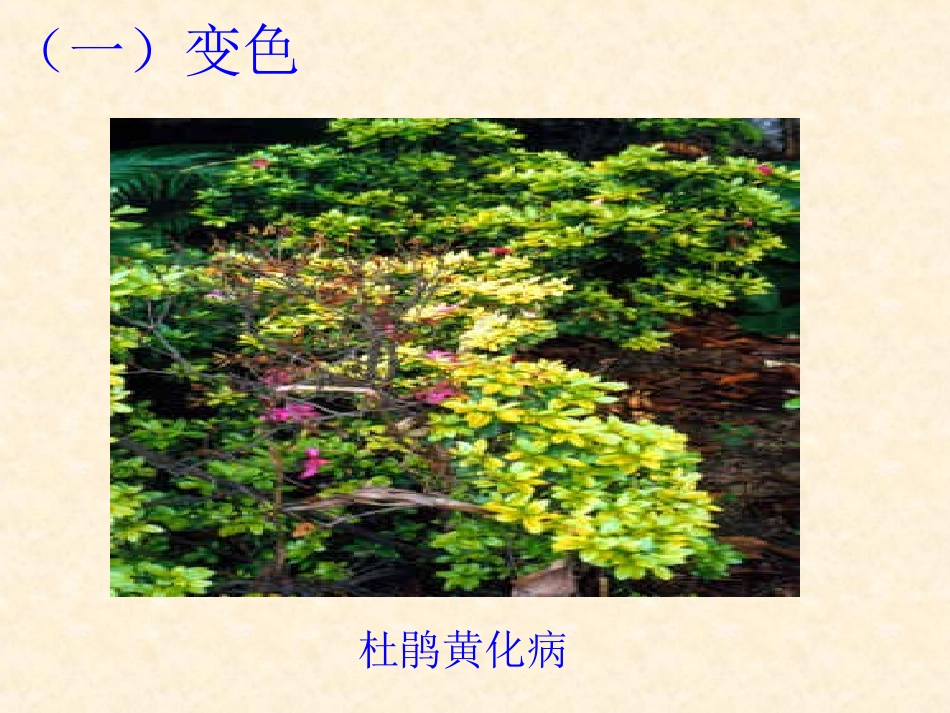 植物病害的症状观察_第3页