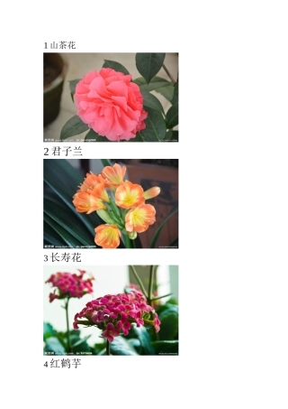 植物学辨认(常见花卉)上