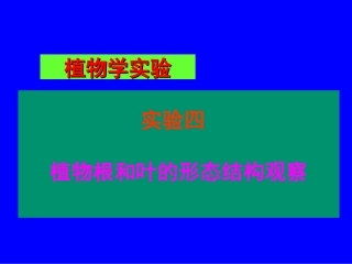 植物学实验4--植物根及叶的形态结构观查