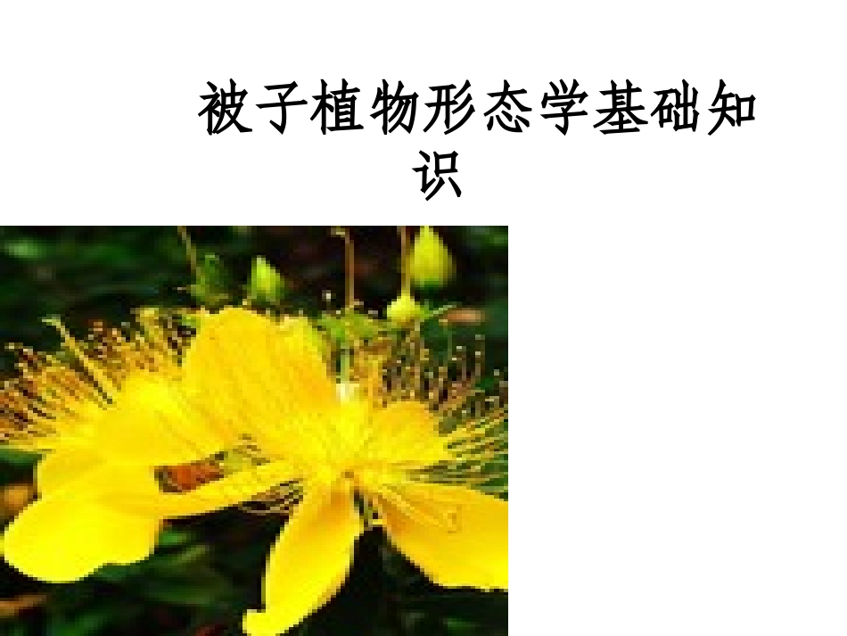 植物学PPT植物学形态术语基础知识_第1页