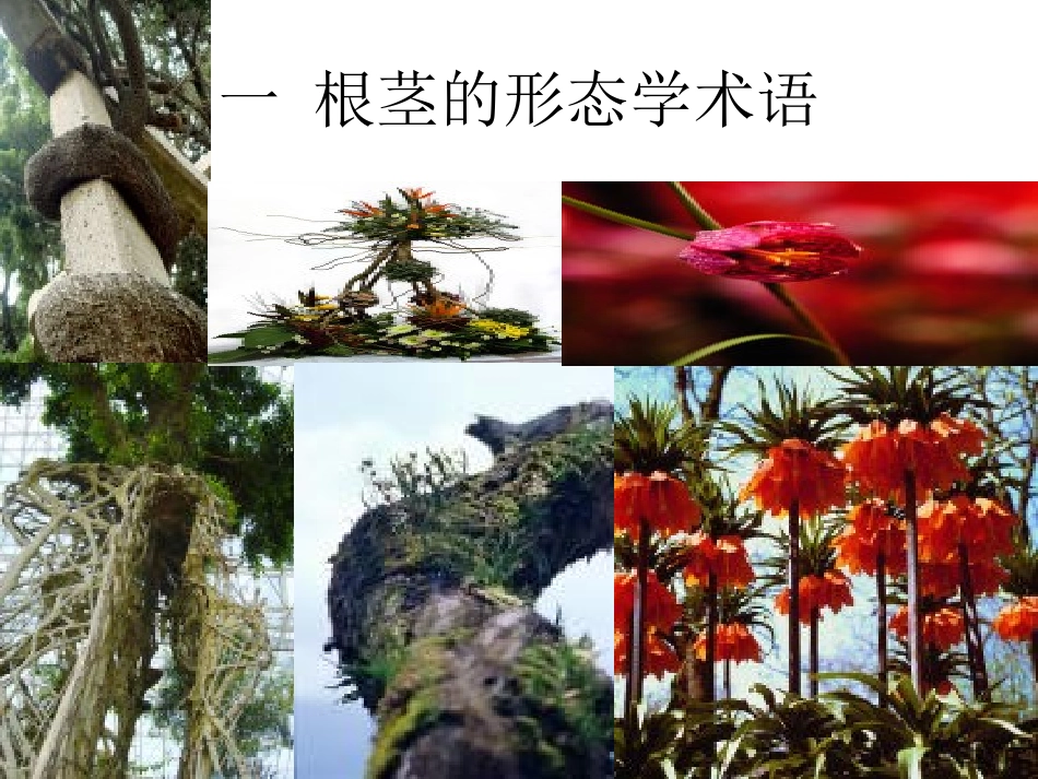 植物学PPT植物学形态术语基础知识_第2页