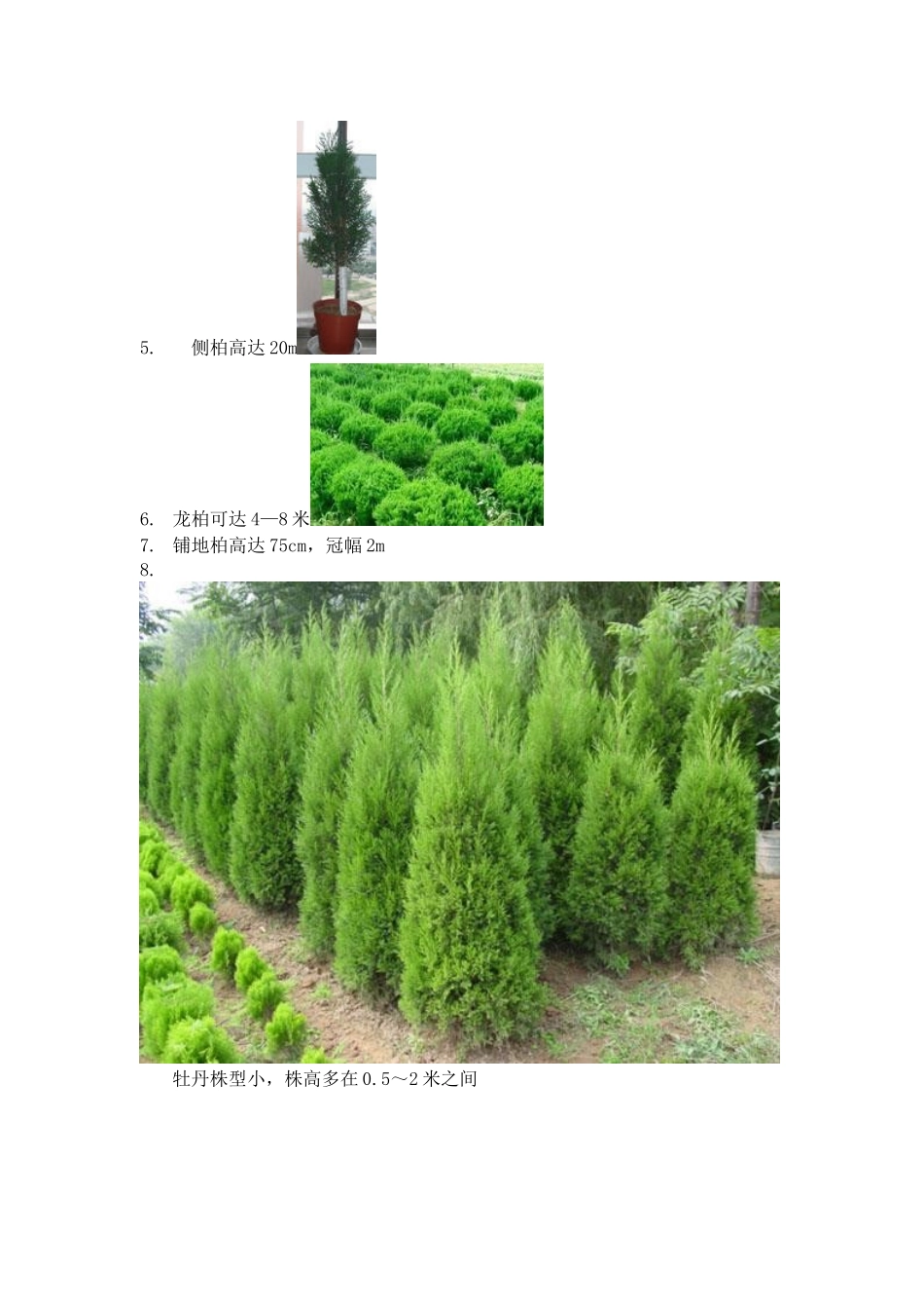 植物图片、尺寸_第2页
