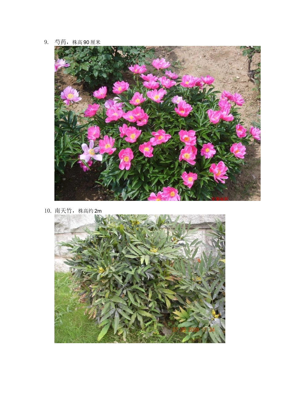 植物图片、尺寸_第3页