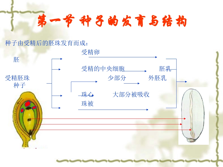 植物学--果实与种子的发育与结构_第2页