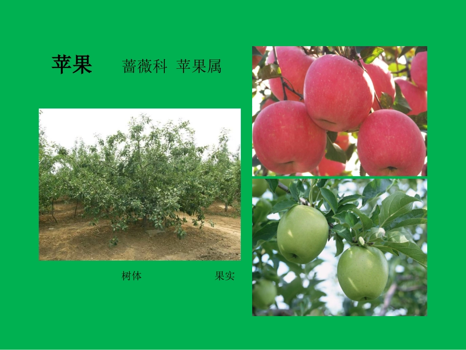 植物分类学课件,常见果树_第3页