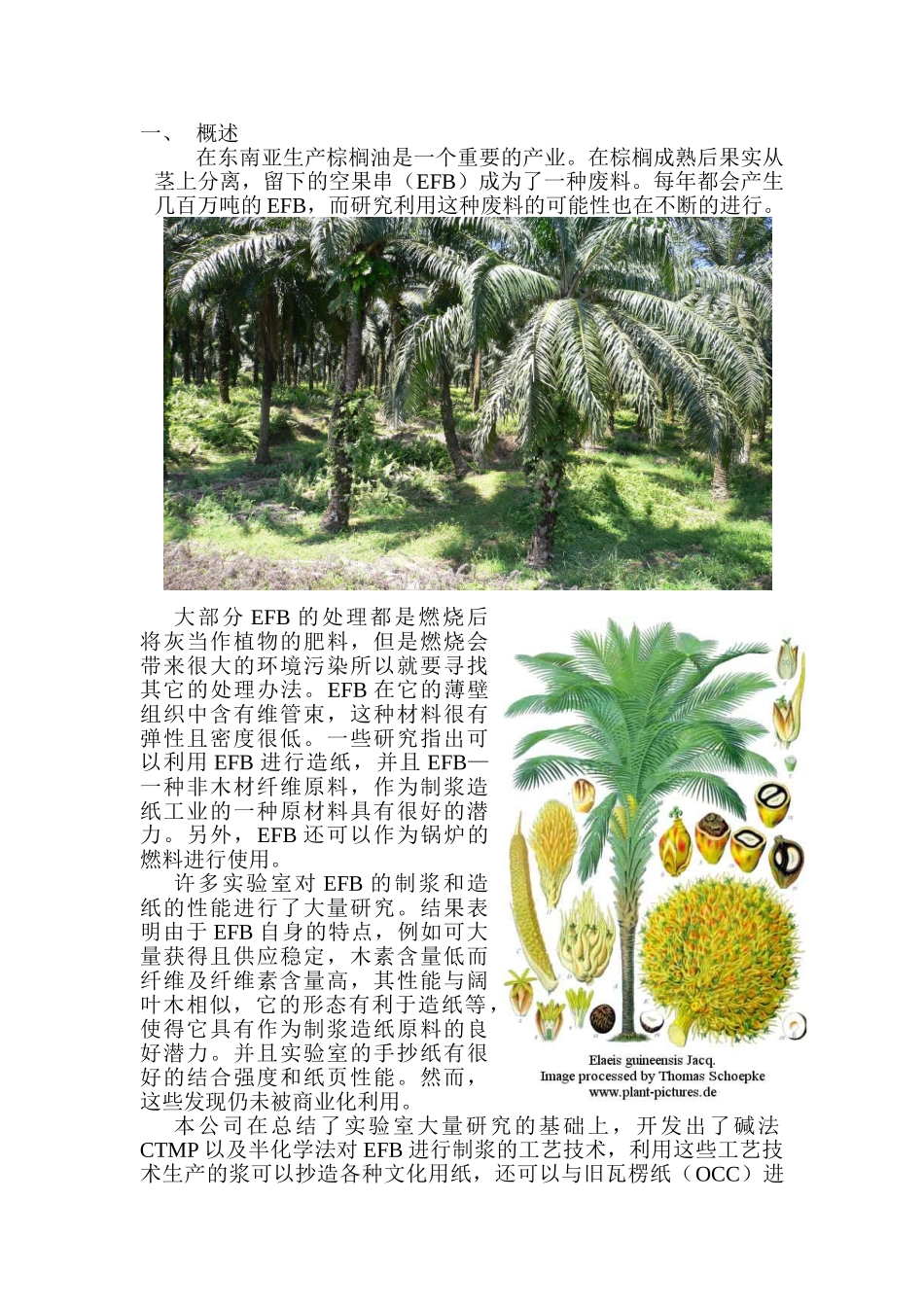 棕榈空果串介绍_第1页