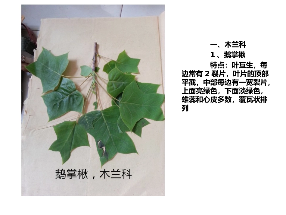 植物叶子辨认_第1页
