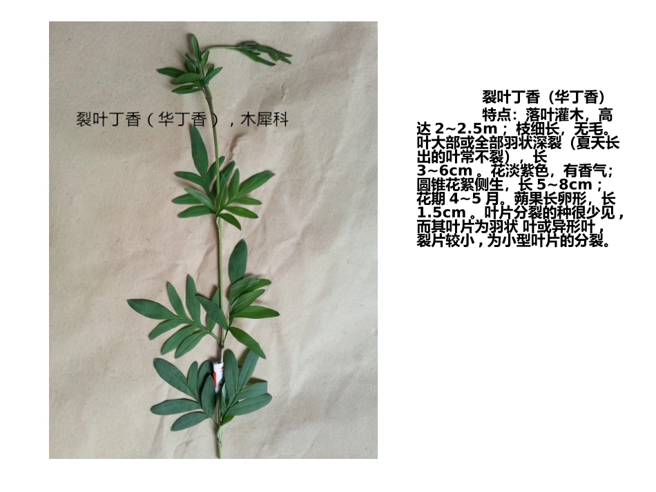 植物叶子辨认_第2页