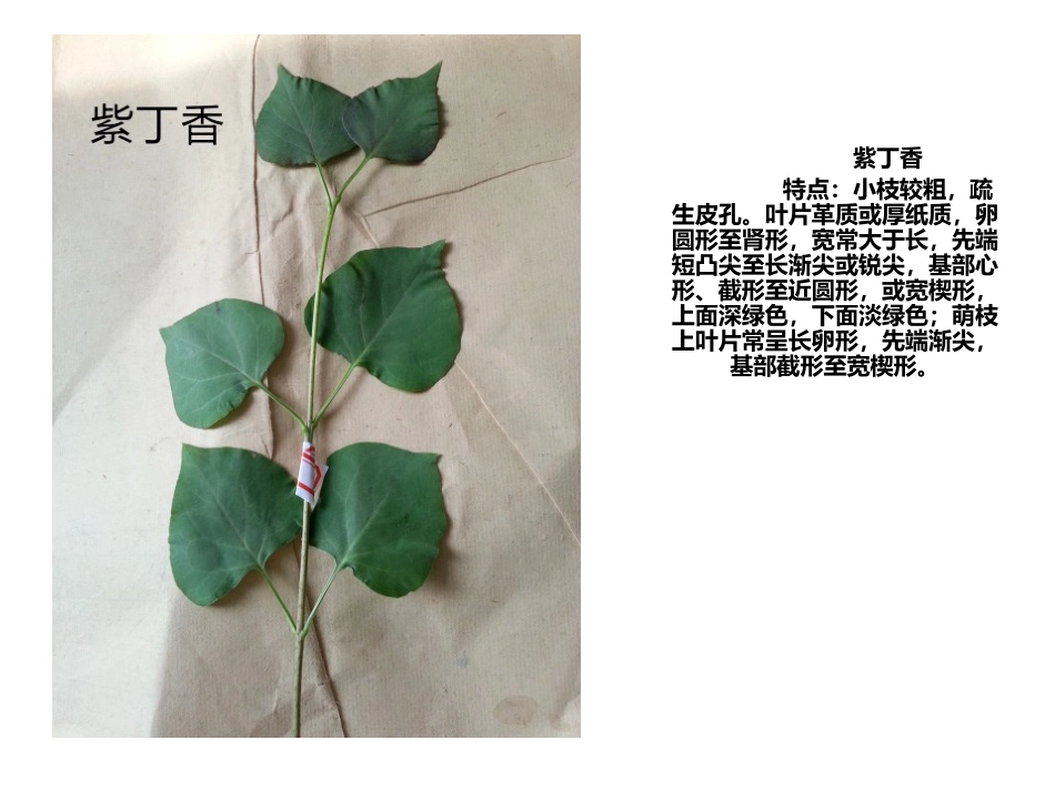 植物叶子辨认_第3页