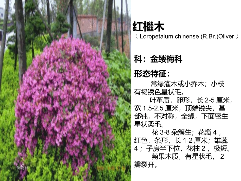 植物学植物识别_第1页