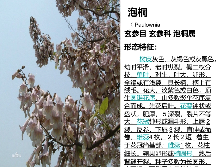 植物学植物识别_第3页