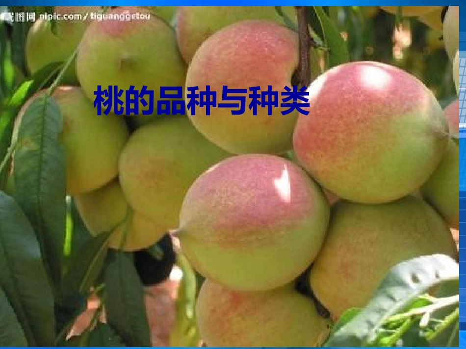 桃树栽培技术_第1页