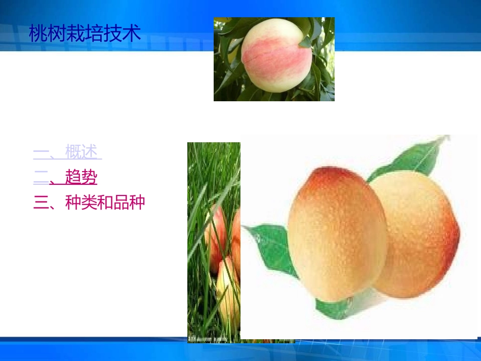 桃树栽培技术_第2页