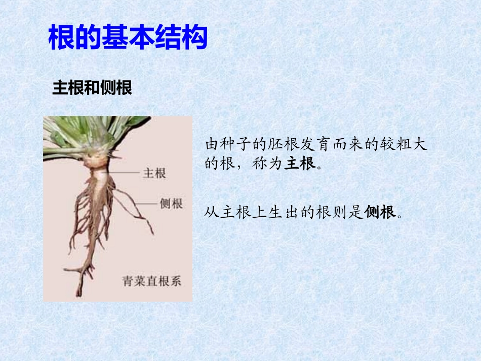 根的结构和种类_第2页