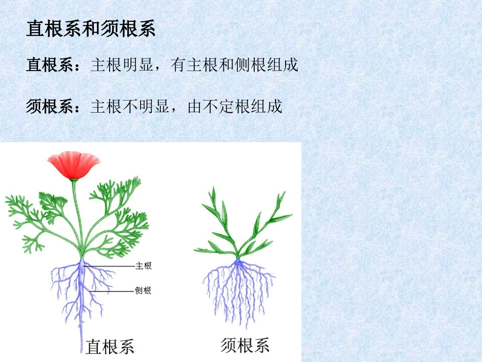 根的结构和种类_第3页