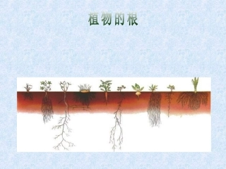 根的结构和种类