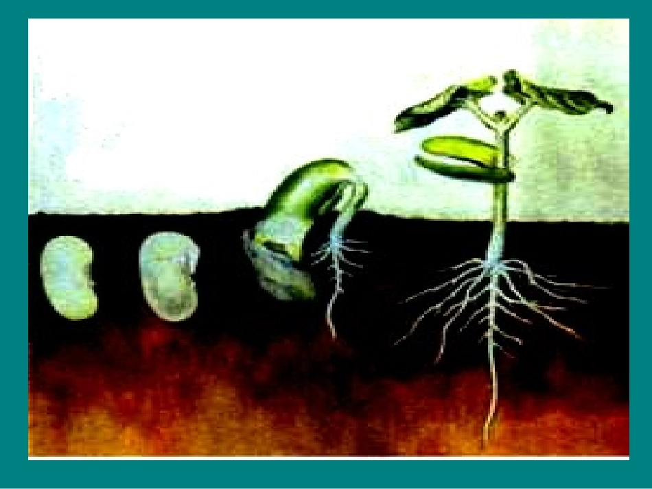 根的结构与功能(一)_第1页