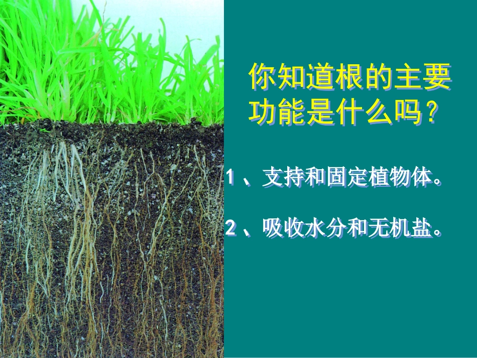 根的结构与功能(一)_第2页