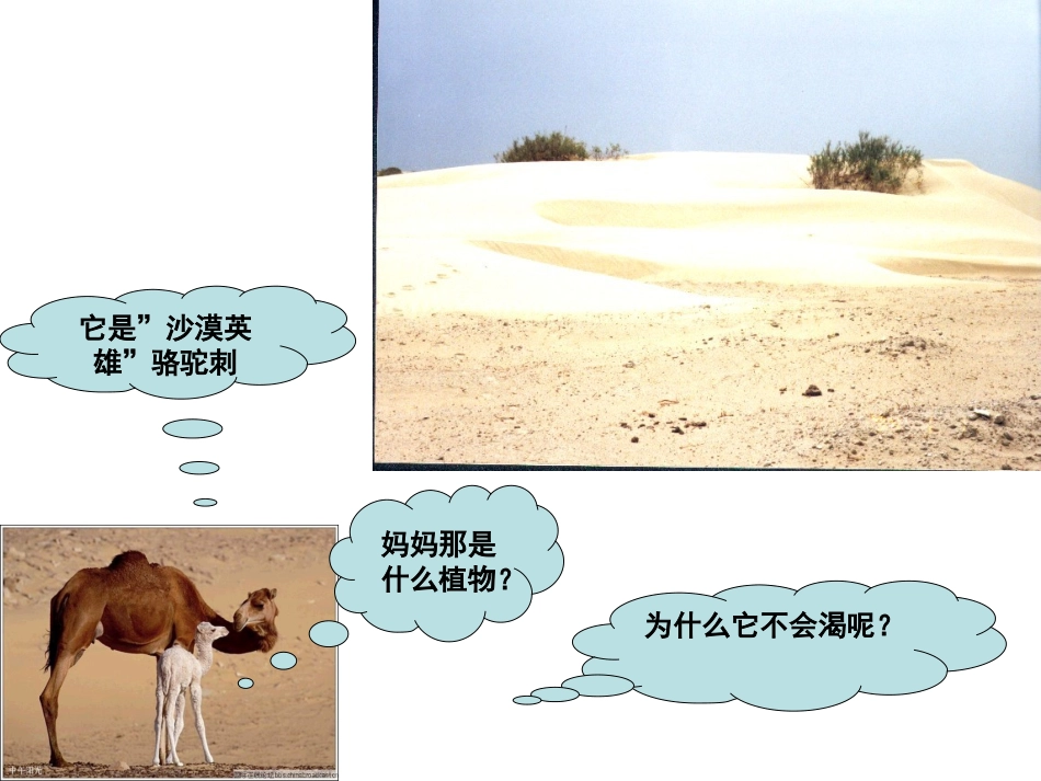 根的结构新2009改试上_第2页