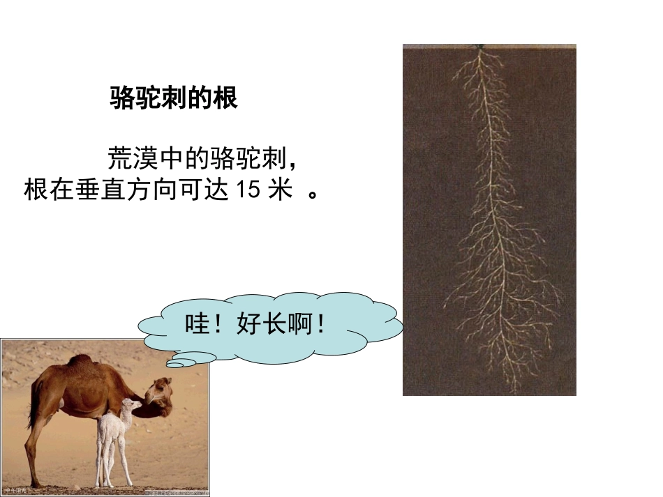 根的结构新2009改试上_第3页