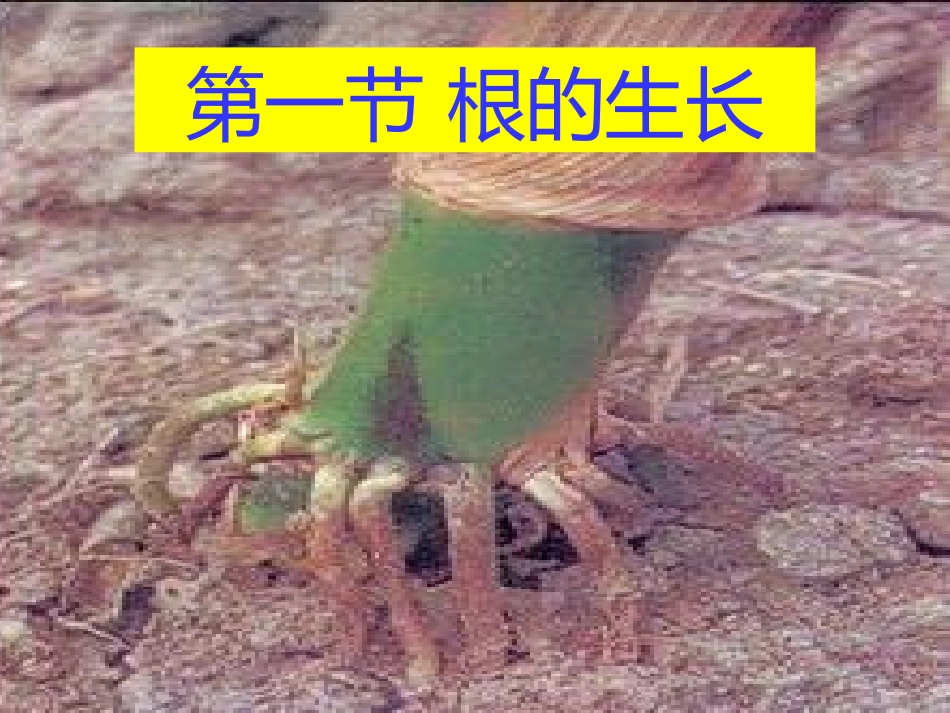 根的吸收——中考复习资料_第1页