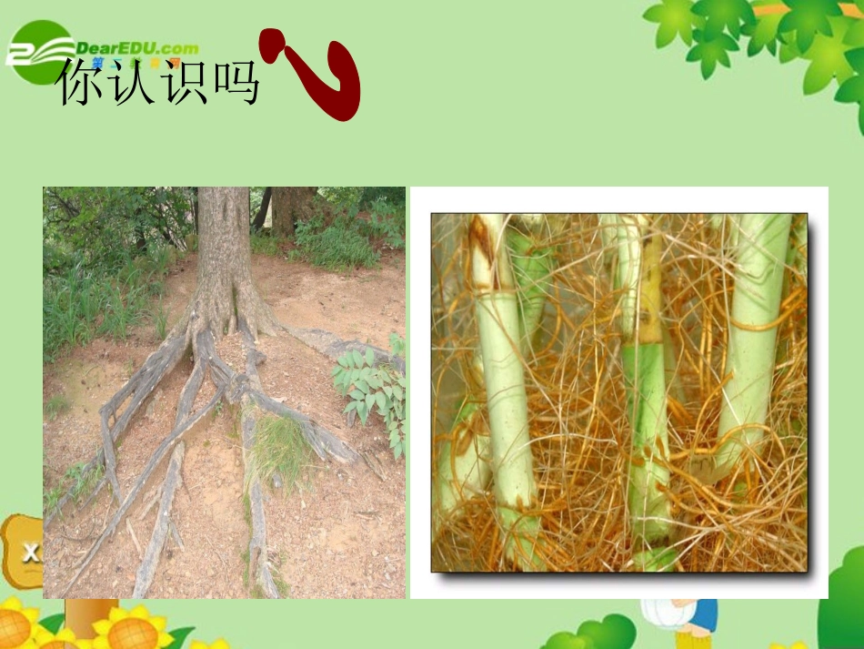 根的吸收——中考复习资料_第3页