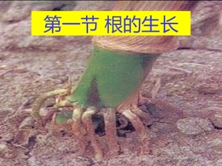 根的吸收——中考复习资料