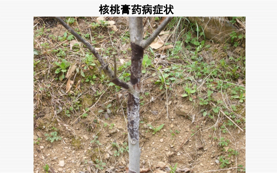 核桃病害图谱_第2页