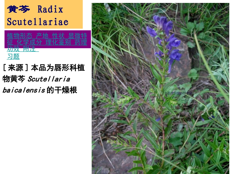 根和根茎类-2_第1页