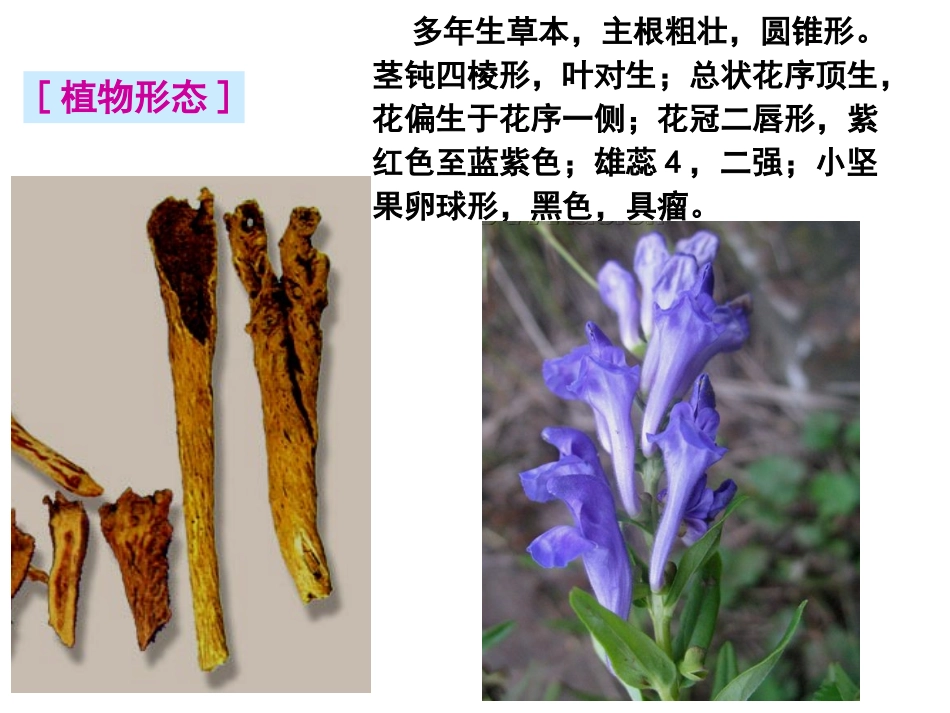 根和根茎类-2_第3页