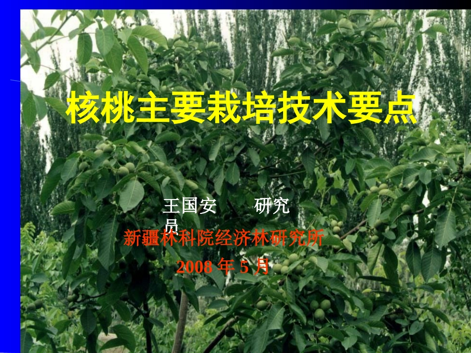 核桃主要栽培技术(2008林果办培训班课件)_第1页