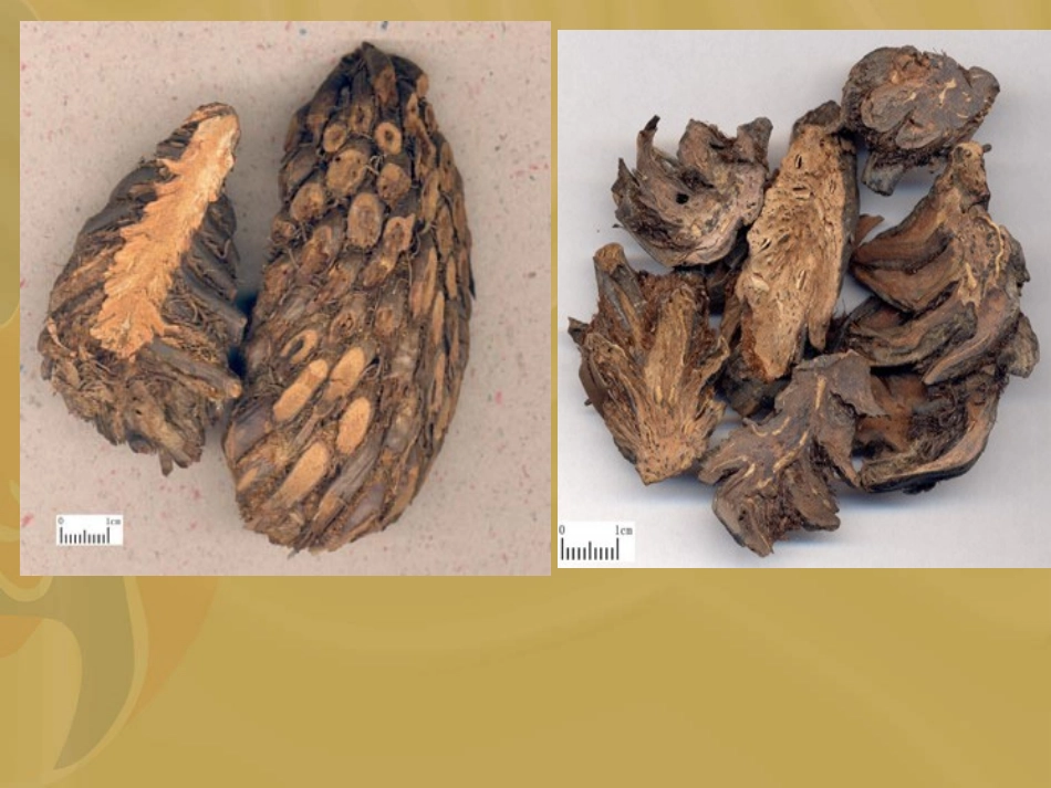 根和根茎类-1_第3页