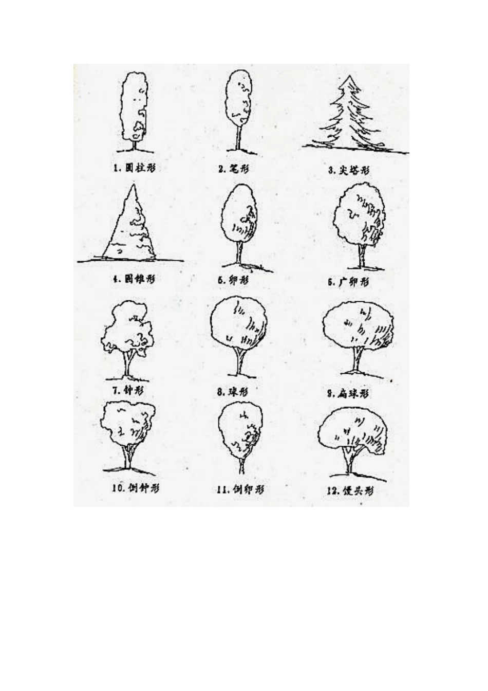 树形与枝条的形态术语_第2页