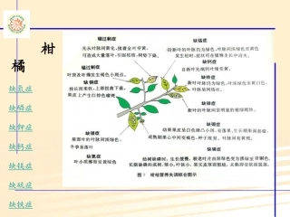 柑橘缺素症1