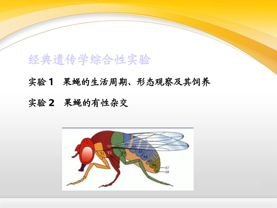 果蝇的生活周期_第3页