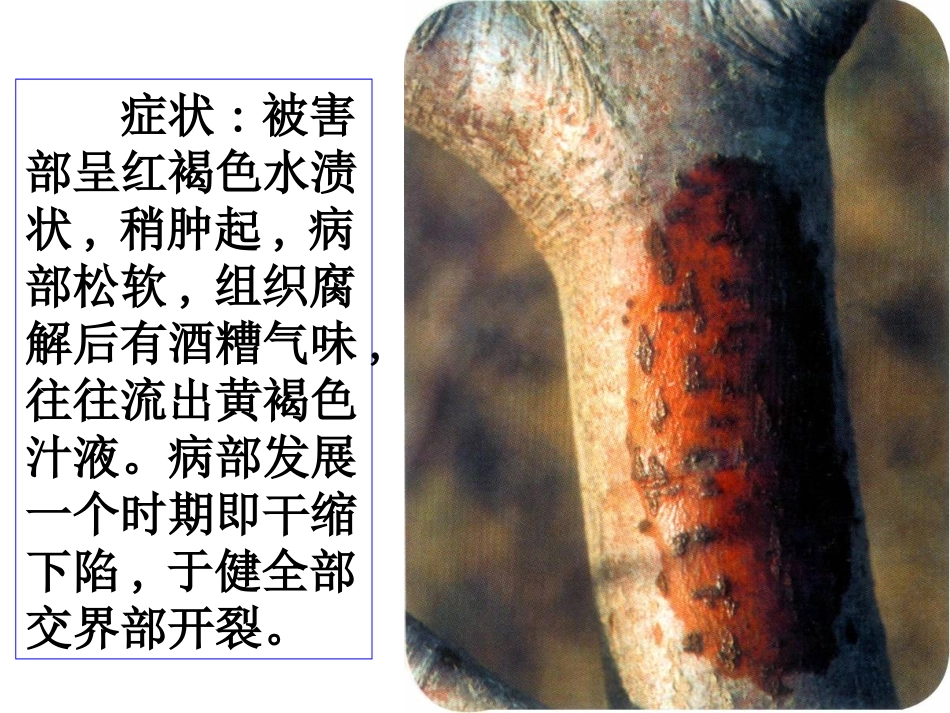 果树腐烂病技术讲稿_第3页