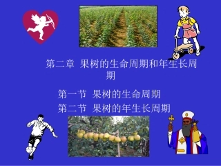 果树生产生命周期