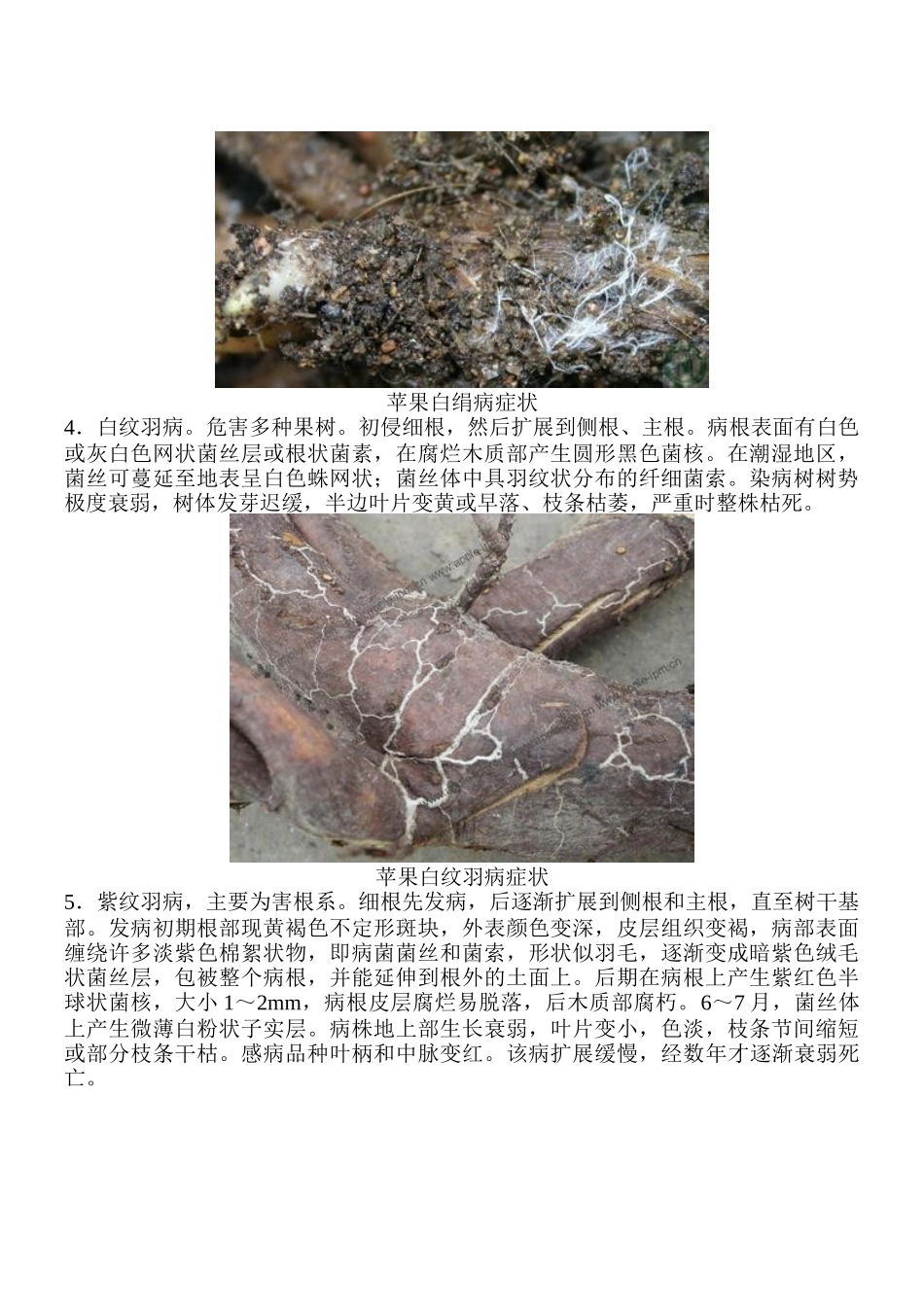 果树根部病害防治技术_第2页