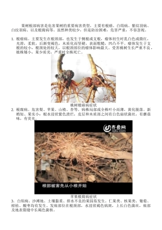 果树根部病害防治技术