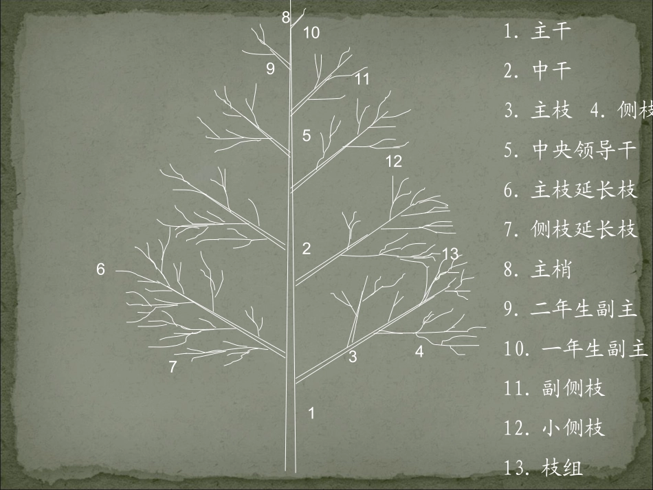 果树整形修剪技术5_第3页